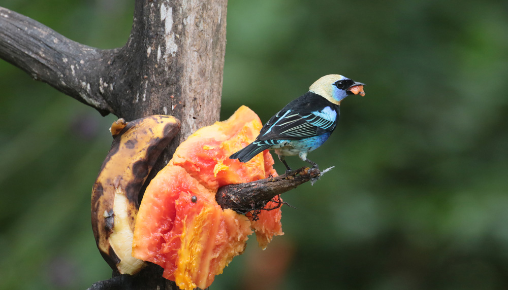 Golden-Hooded Tanager